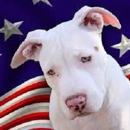 All American Pets, Inc. - Pet Supplies & Foods-Wholesale & Manufacturers