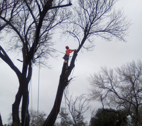 PAULS TREE SERVICE - Dickinson, TX