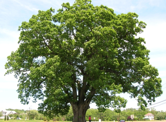 Joles Tree Service - Baton Rouge, LA