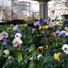 Davis Florist / The Plant Place