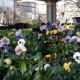 Davis Florist / The Plant Place