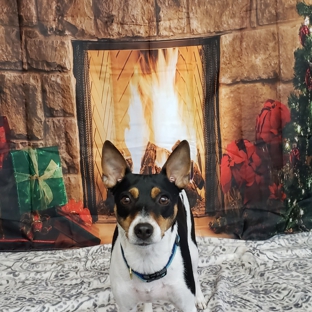 Dapper Dog - East Providence, RI