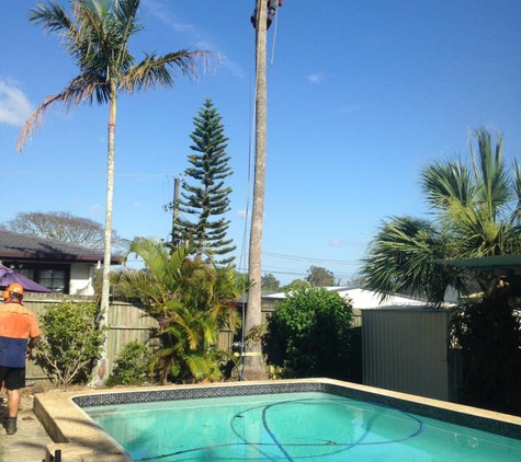 T & M Tree Services - Buccan, QLD. up one of the larger Palms coming down