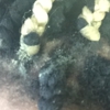 Jacquie's African Hair Brdng gallery