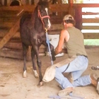 Whaley's Equine Services