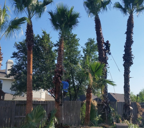 Adolfo Tree Service. Houston Palm trimming (Adolfo's Tree Service)