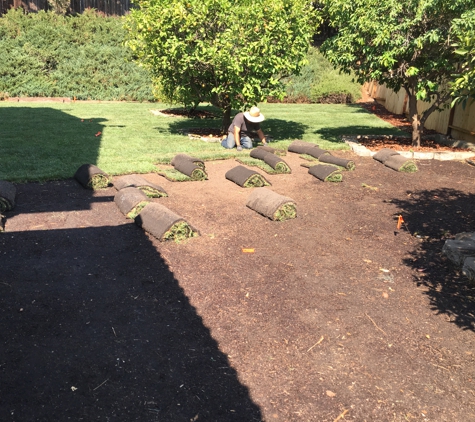 Sod and Seed - Martinez, CA. concord backyard sod lawn installation from sod and seed.