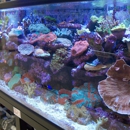 Creative Aquariums of Tampa - Aquaculture