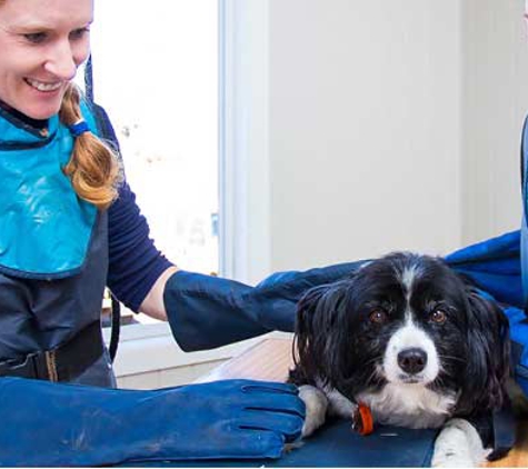 Warwick Veterinary Clinic - Warwick, QLD