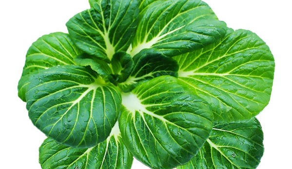 Organic Aqua Fresh, Inc - Miami, FL. Organic Bok Choy