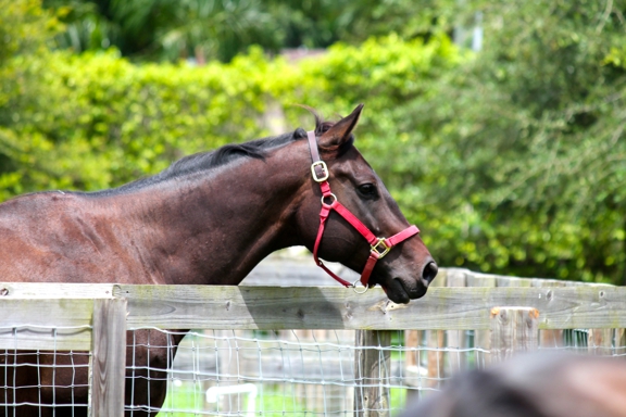 Carousel Gallery #51