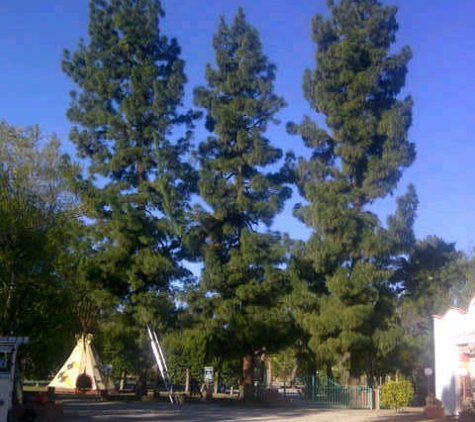 Special Tree Service - La Crescenta, CA