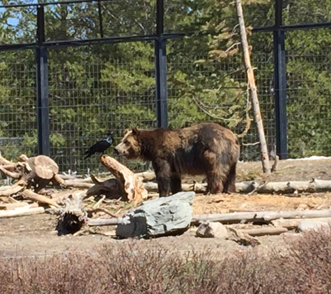 Grizzly & Wolf Discovery Center - West Yellowstone, MT