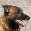 Wiregrass K-9 gallery