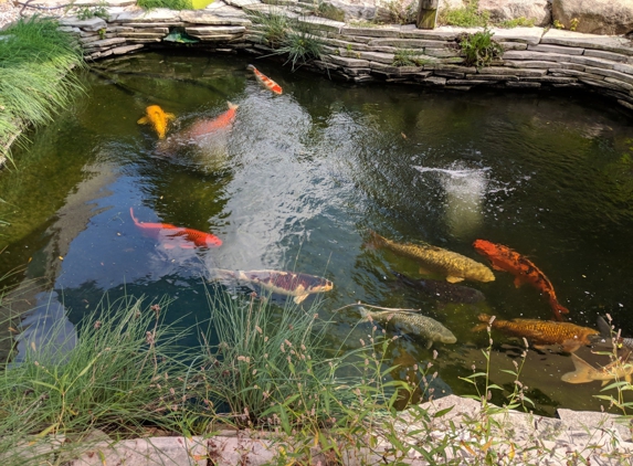 Michigan Koi Risher's Farm Prd - Clinton Township, MI