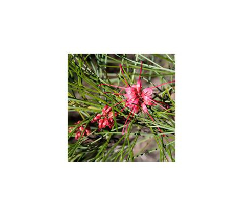 McKindlays Riverine Nursery - Moama, NSW