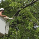 tree care services - Tree Service