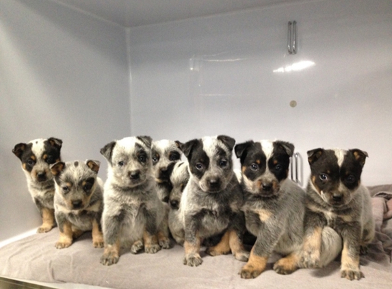 Duncan McGinness Veterinary Surgeon - Dubbo, NSW
