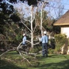 General  Tree Service gallery