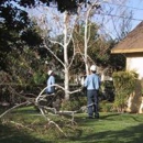 General  Tree Service - Tree Service Equipment & Supplies