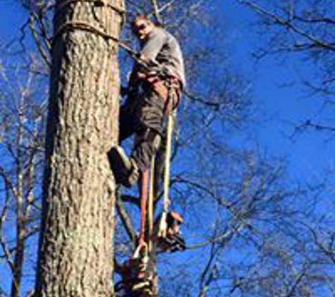 Tim's Tree & Stump Removal