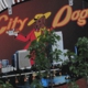 City Dogs