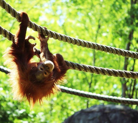 Zoo Atlanta - Atlanta, GA