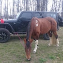 M.T.B. horsrshoeing service - Blacksmiths