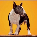 Miniature Bull Terriers For Sale - Guard Dogs