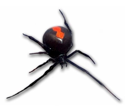 Eastlakes Pest Control - Marks Point, NSW