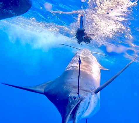 All The Gear No Idea Sportfishing - Exmouth, WA