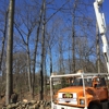 A&S TREE SERVICE,LLC gallery