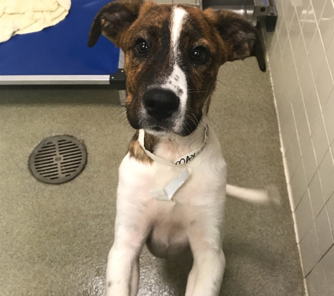 Nashville Humane Association - Nashville, TN