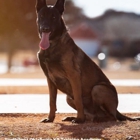 Southwest Oklahoma K9 Training Academy