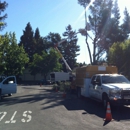Father's Touch, Inc - Arborists
