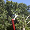 Thompson Tree Service - Tree Service