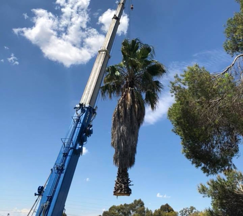 Kendall's Tree Service - Lake Albert, NSW. palm tree removal wagga