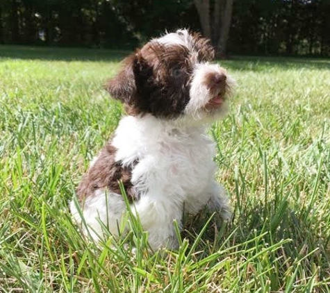 Happy Tail Pups - Summerfield, NC