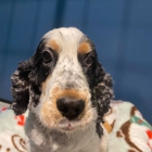 Bayside Pet Resort
