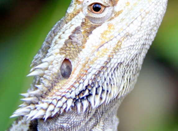 Reptile Territory - Howard Springs, NT. Bearded Dragon