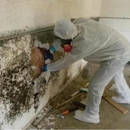 Toxic Mold Pro - Mold Remediation