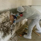 Toxic Mold Pro