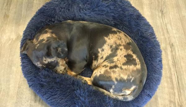 Accredited Advanced Bowen Therapist Leigh Woodward. Daisie my 1 year old dachshund cross sleeping after her Bowen with Leah
