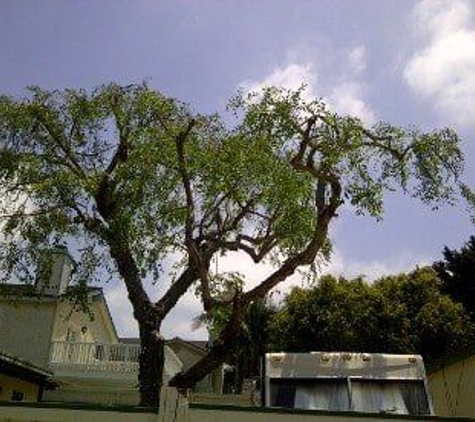 American  Arbor Care - Lomita, CA