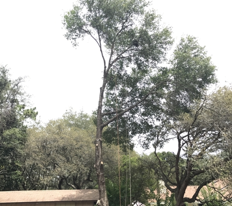 KDT Tree Service - Fern Park, FL