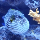 Premier Aquarium Service - Aquariums & Aquarium Supplies