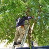 Hayward Best Tree Services gallery