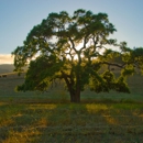Cañada Tree Care - Arborists