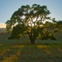 Cañada Tree Care