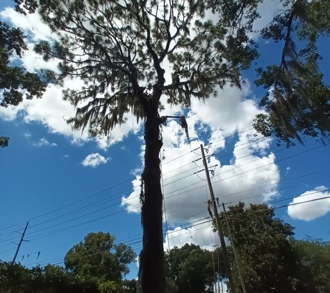 Danny Ray's Tree Service - Leesburg, FL